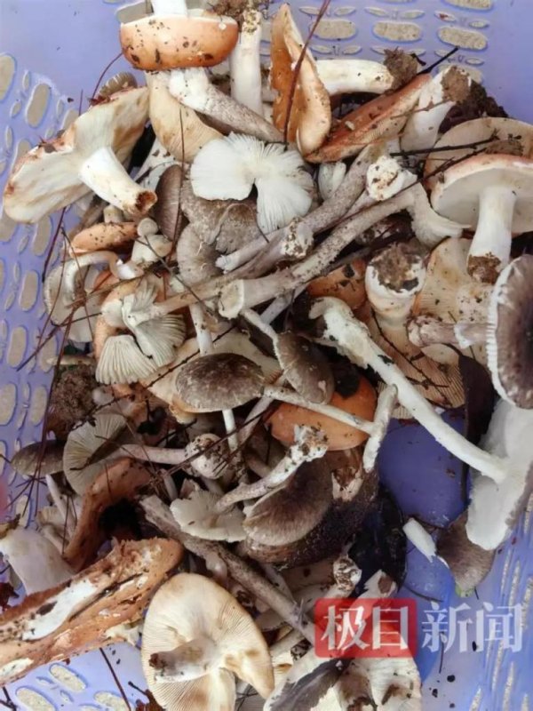 瑞和网  误食毒蘑菇中毒，5岁男童不幸去世！这些鉴别毒蘑菇的方法不靠谱→