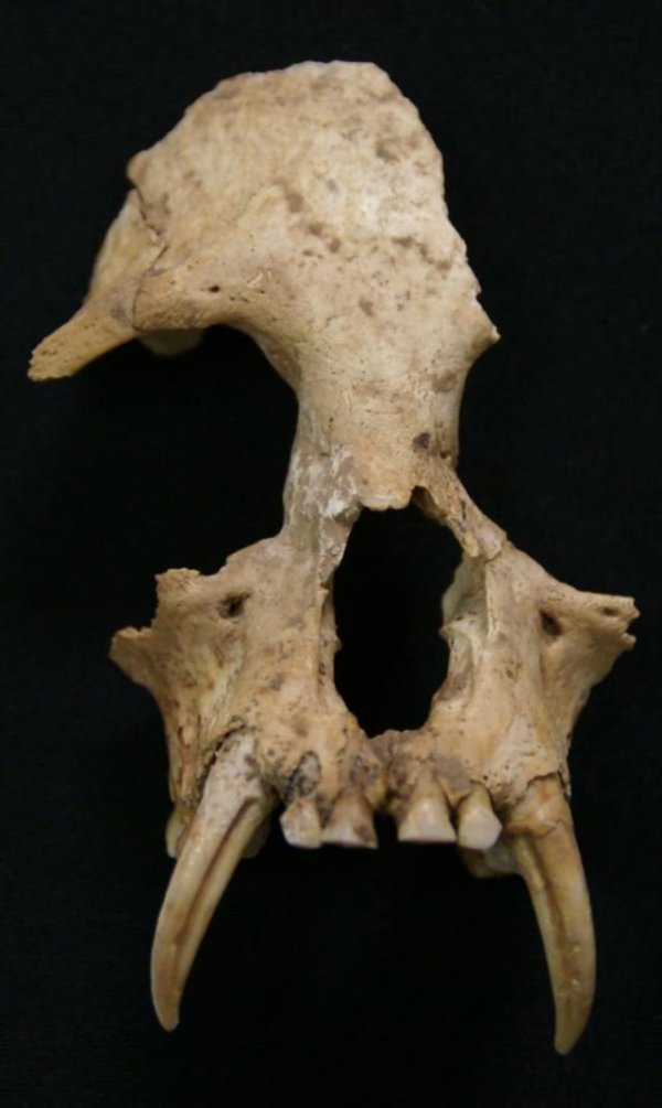 启灯网 秦始皇祖母陵墓出土的长臂猿为灭绝新物种